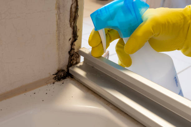 Reliable Bull Mountain, OR Mold Remediation Solutions